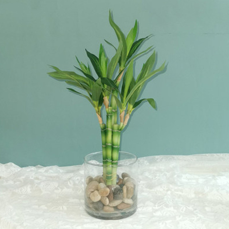 Aquarium Planted Tank - New 40cm Artificial Lucky Bamboo Succulent