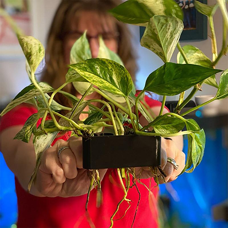 1 2 3Pcs Aquarium Plant Suppor - Aquarium Planted Set Up recension och pris
